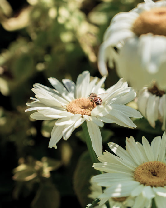 Sowing Wildflower Seeds For Bees